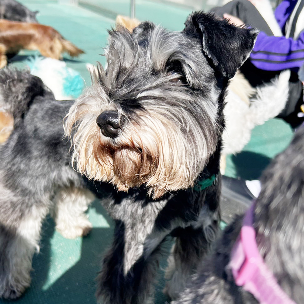 生徒が撮影したモデル犬の写真②